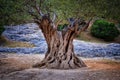 Old Olive Tree Trunk, Roots And Branches