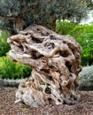 Old olive tree trunk Royalty Free Stock Photo