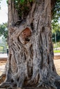 Old olive tree trunk, roots and branches Royalty Free Stock Photo