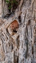 Old olive tree trunk, roots and branches Royalty Free Stock Photo