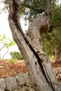 Old olive tree trunk split by old age Royalty Free Stock Photo