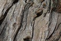 Old olive tree trunk wood background Royalty Free Stock Photo