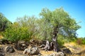 Old Olive tree Royalty Free Stock Photo