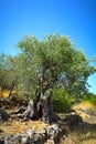 Old Olive tree Royalty Free Stock Photo