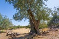 Old Olive tree Royalty Free Stock Photo