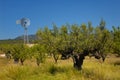 Old olive tree and wind mill Royalty Free Stock Photo