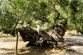 Old olive tree