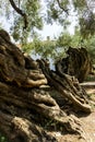 Old olive tree Royalty Free Stock Photo