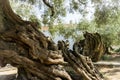 Old olive tree Royalty Free Stock Photo