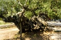 Old olive tree