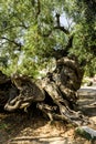 Old olive tree Royalty Free Stock Photo