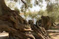 Old olive tree