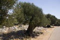 Old olive trees Royalty Free Stock Photo