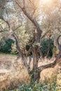 Old olive trees with crooked trunks