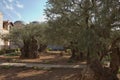 Old olive trees in the garden of Gethsemane next to the Church of All Nations. Famous historic place in Jerusalem, Israel Royalty Free Stock Photo