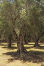 Old olive trees in Greece Royalty Free Stock Photo