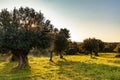 Old olive trees grove in bright morning sunlight Royalty Free Stock Photo