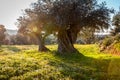 Old olive trees grove in bright morning sunlight Royalty Free Stock Photo