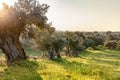 Old olive trees grove in bright morning sunlight Alentejo Landscape Royalty Free Stock Photo