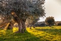 Old olive trees grove in bright morning sunlight Royalty Free Stock Photo