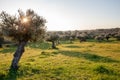 Old olive trees grove in bright morning sunlight Alentejo Landscape Royalty Free Stock Photo