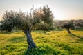 Old olive trees grove in bright morning sunlight Alentejo Landscape Royalty Free Stock Photo