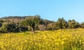 Old olive trees grove in Flowery Landscape Alentejo Portugal Royalty Free Stock Photo