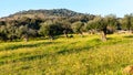 Old olive trees grove in Flowery Landscape Alentejo Portugal Royalty Free Stock Photo