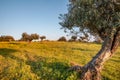 Old olive trees grove in Flowery Landscape Alentejo Portugal Travel Royalty Free Stock Photo