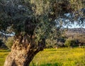 Old olive trees grove in Sunny Alentejo Landscape Portugal Royalty Free Stock Photo