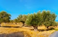 The old olive trees in orchard, Crete, Greece Royalty Free Stock Photo