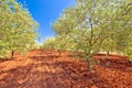 Old olive trees plantage groove on red soil