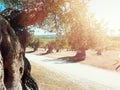 Old Olive Trees on sunset Royalty Free Stock Photo