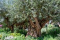 Old Olive Trees surrouned by beautiful flowers and plants Royalty Free Stock Photo