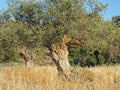 Old Olive Trees