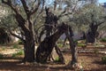 Old olives in garden of Gethsemane in Jerusalem