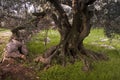 Old Olives, National Park .. Kornati. Croatia Royalty Free Stock Photo