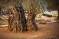 The old olives tree in Jerusalem.