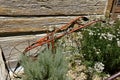 Old one wheeled cultivator for weeding plants in a garden