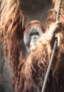 Old Orang Utan Royalty Free Stock Photo