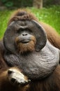 Old Orang Utan Royalty Free Stock Photo