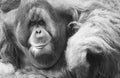 Old Orang Utan Royalty Free Stock Photo