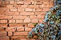 Old orange brick decaying wall background with ivy frame Royalty Free Stock Photo