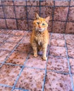 Old orange tabby cat sitting on tile