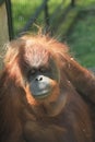 old orangutan monkey Royalty Free Stock Photo