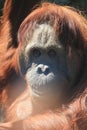 old orangutan monkey Royalty Free Stock Photo