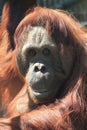 old orangutan monkey Royalty Free Stock Photo