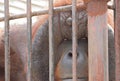 Old orangutan monkey in the cage Royalty Free Stock Photo