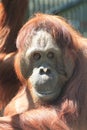 old orangutan monkey Royalty Free Stock Photo