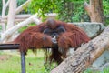 Old Orangutan Royalty Free Stock Photo